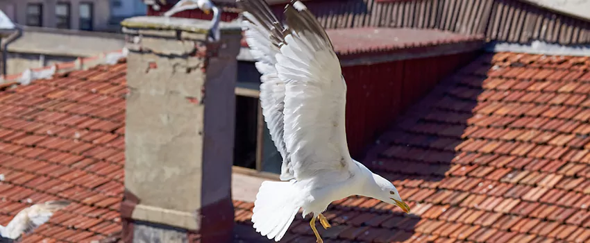 Residential Chimney Animal Removal Solution in Hicksville, NY