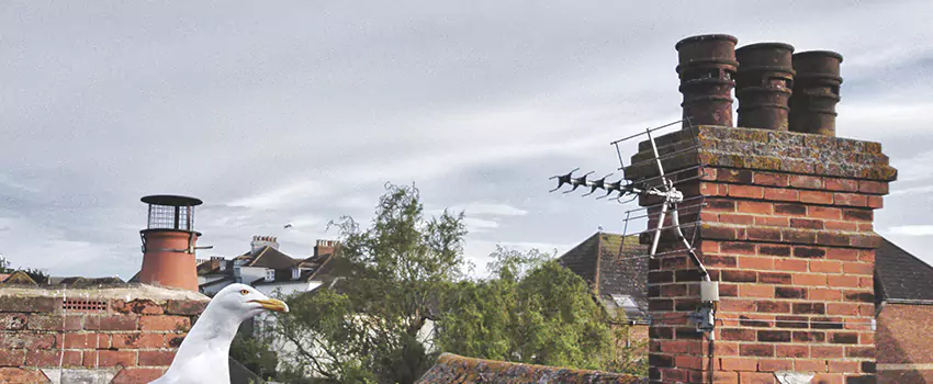 Chimney Cleaning And Restoration in Hicksville, New York